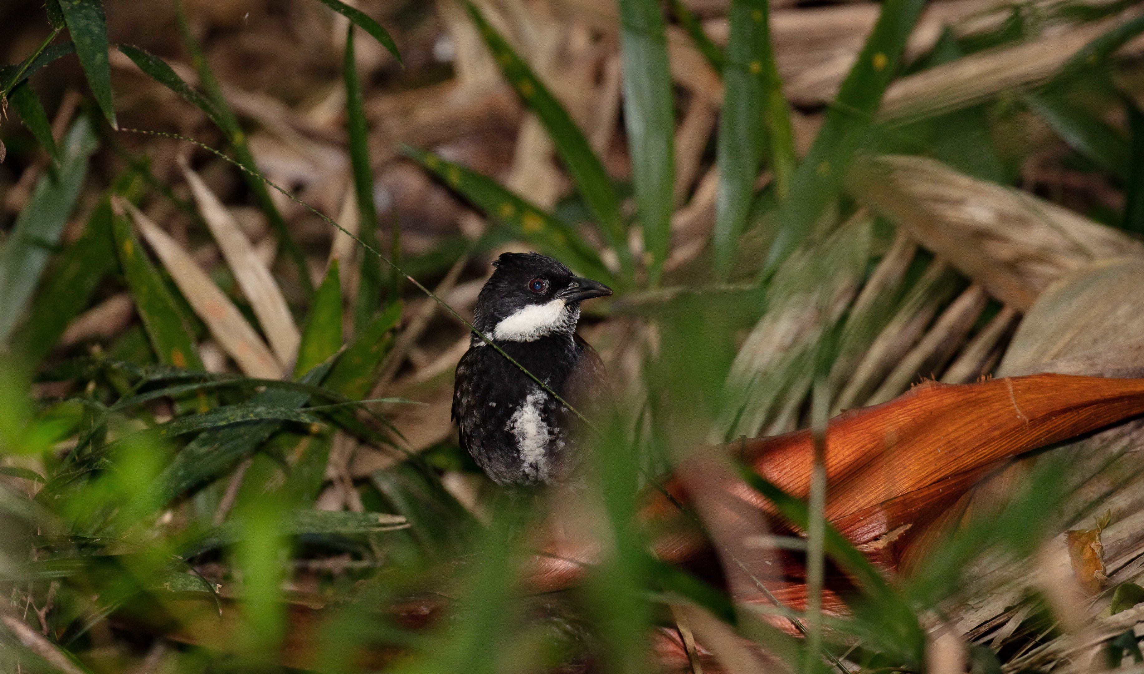 Eastern Whipbird