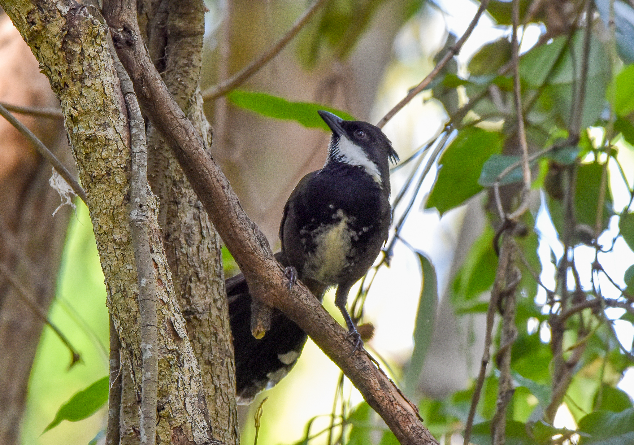 Eastern Whipbird