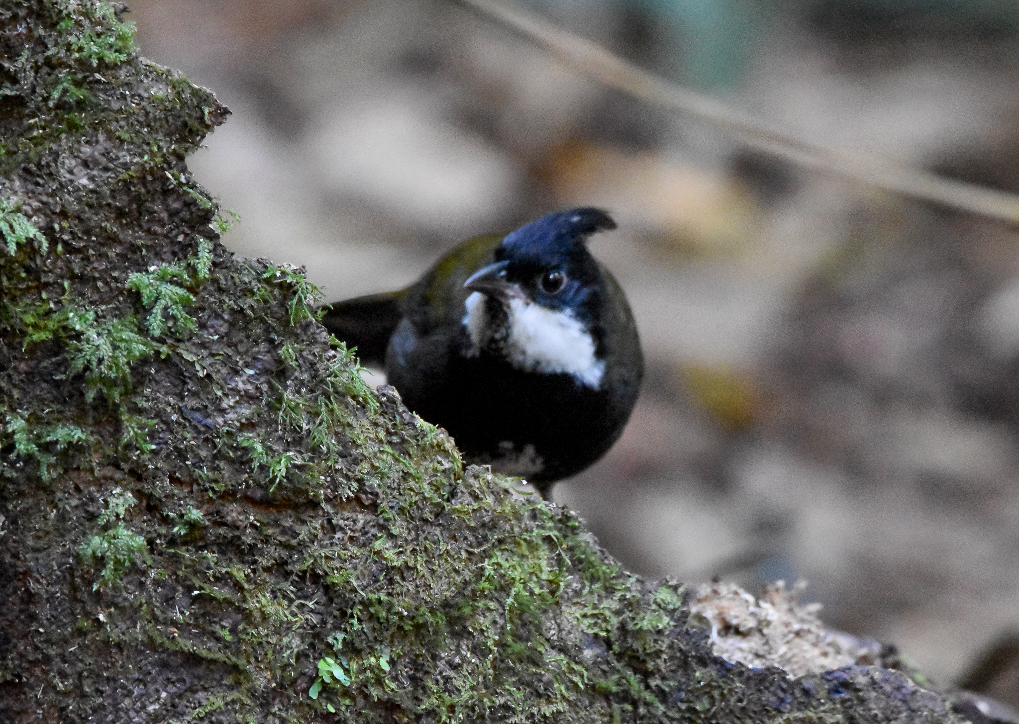 Eastern Whipbird