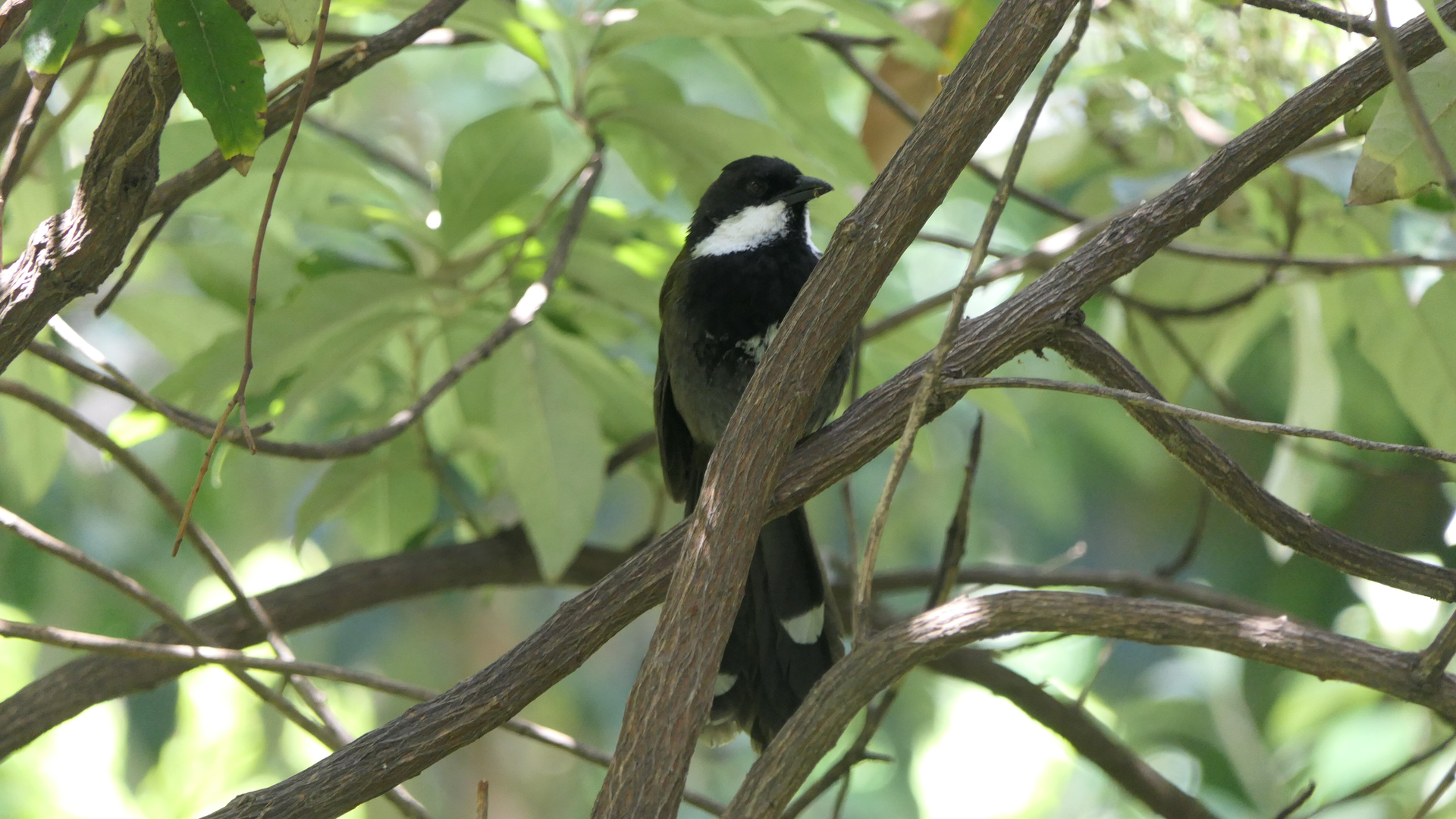 Eastern Whipbird