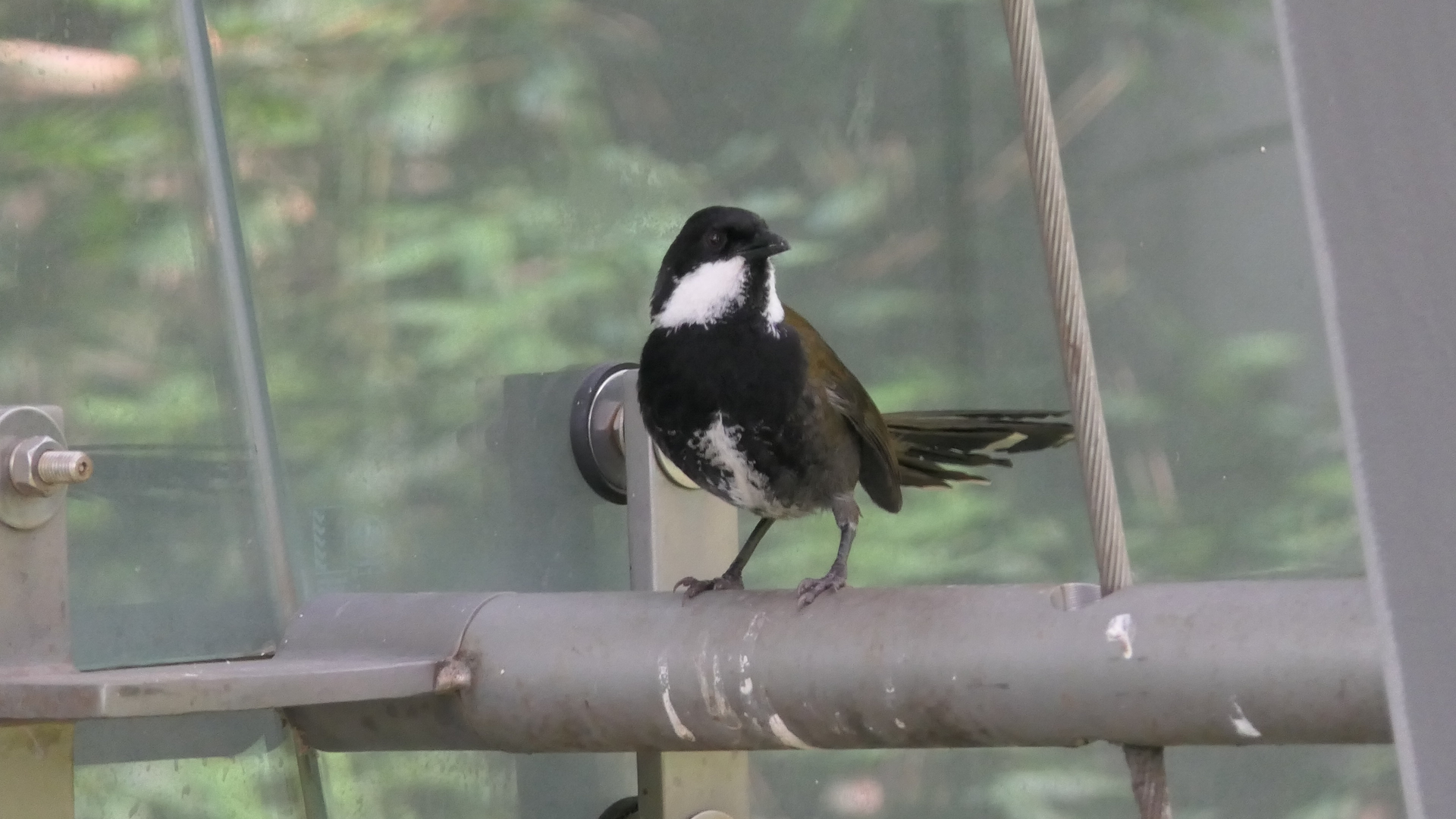 Eastern Whipbird