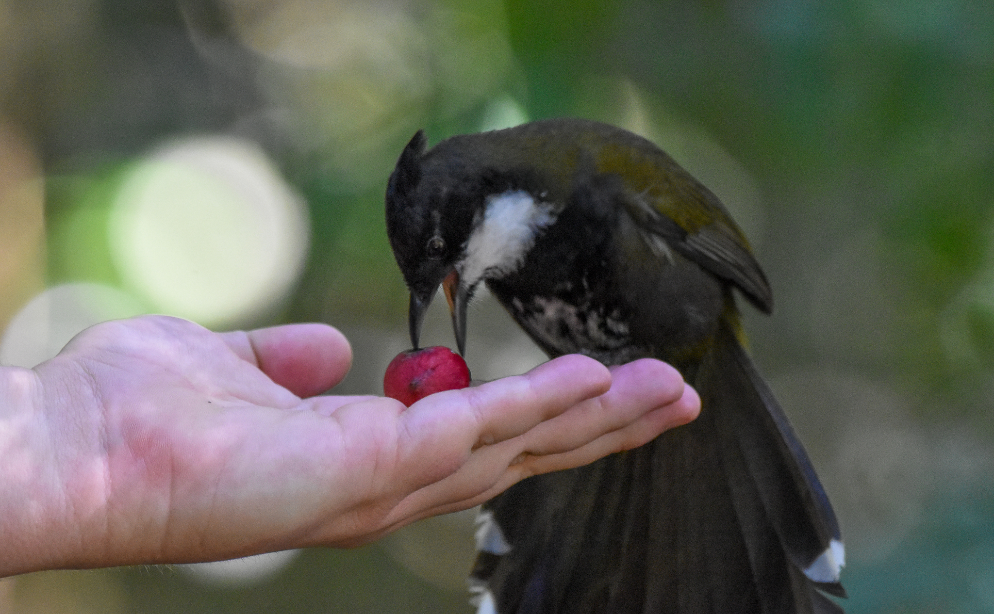 Eastern Whipbird