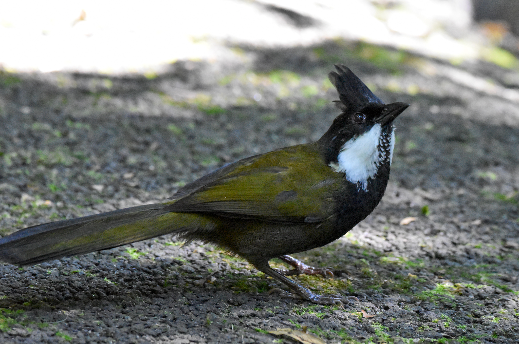 Eastern Whipbird