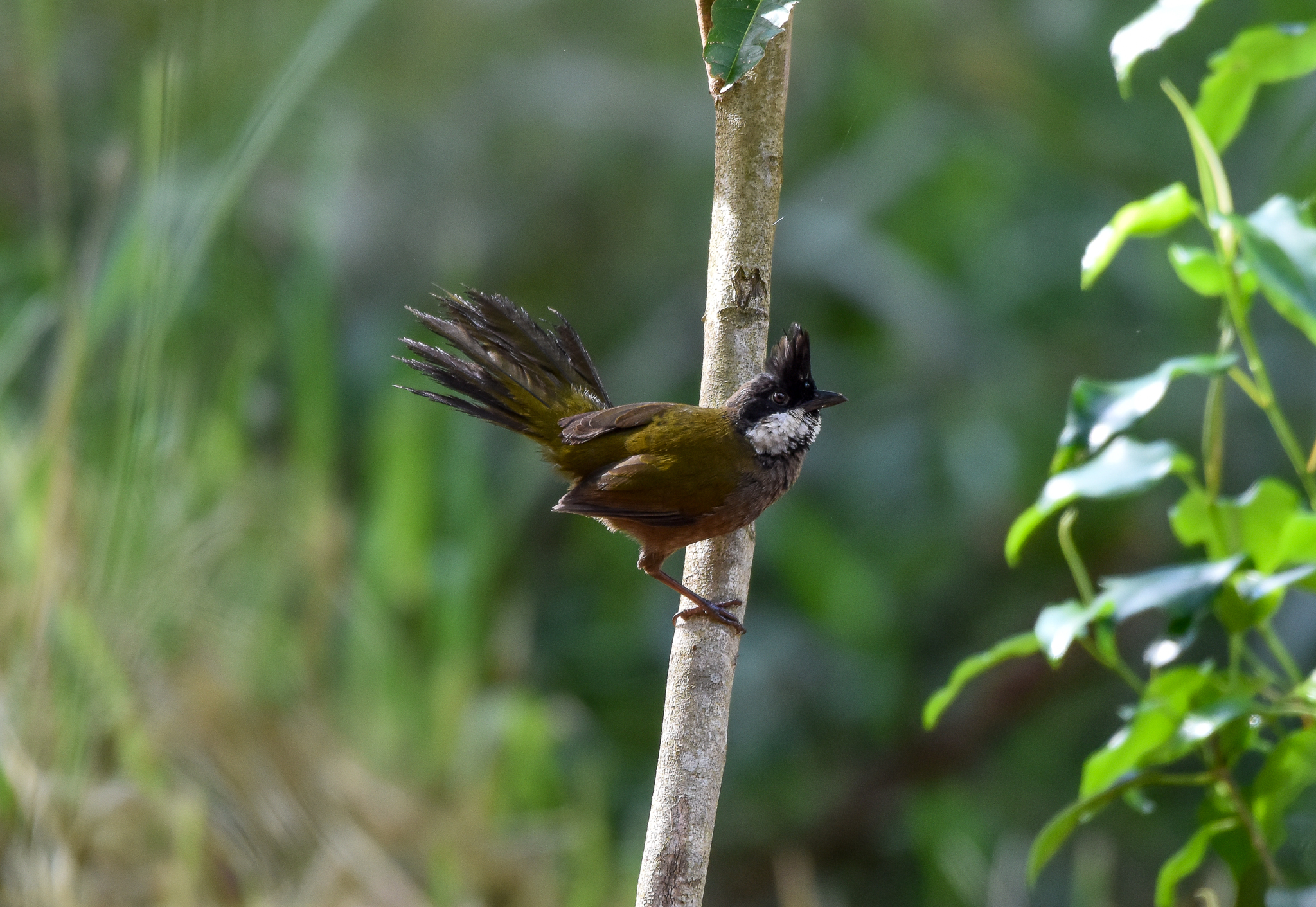 Eastern Whipbird