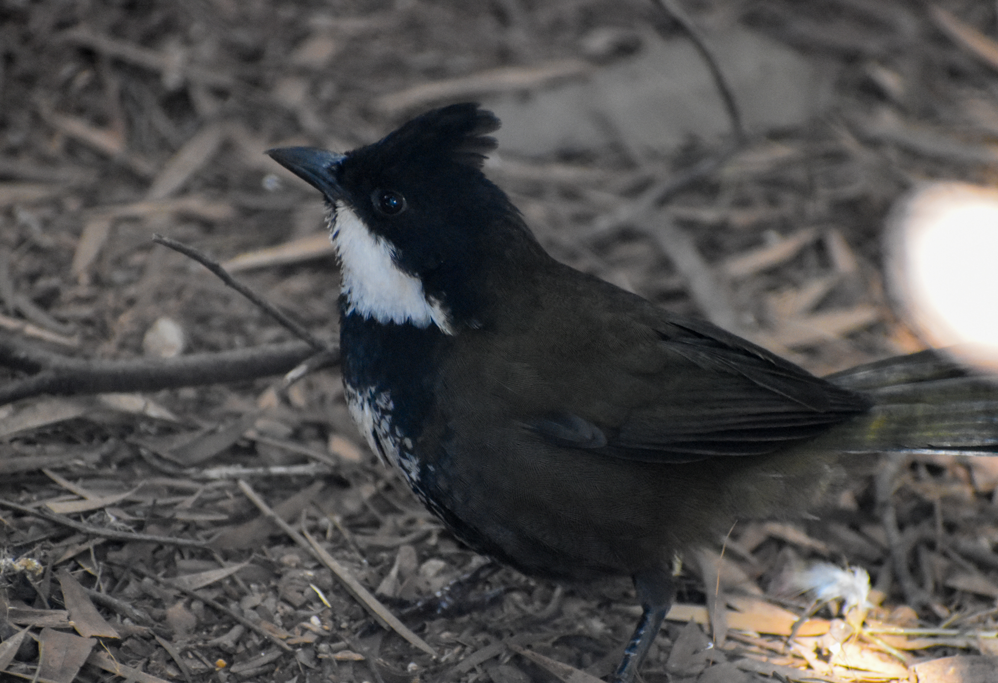 Eastern Whipbird