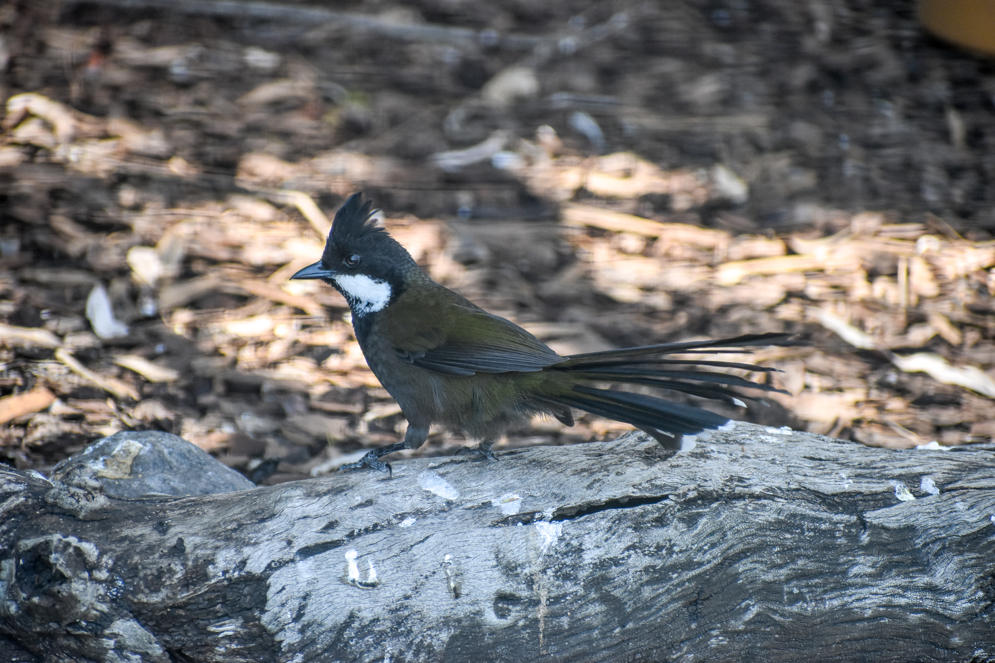 Eastern Whipbird
