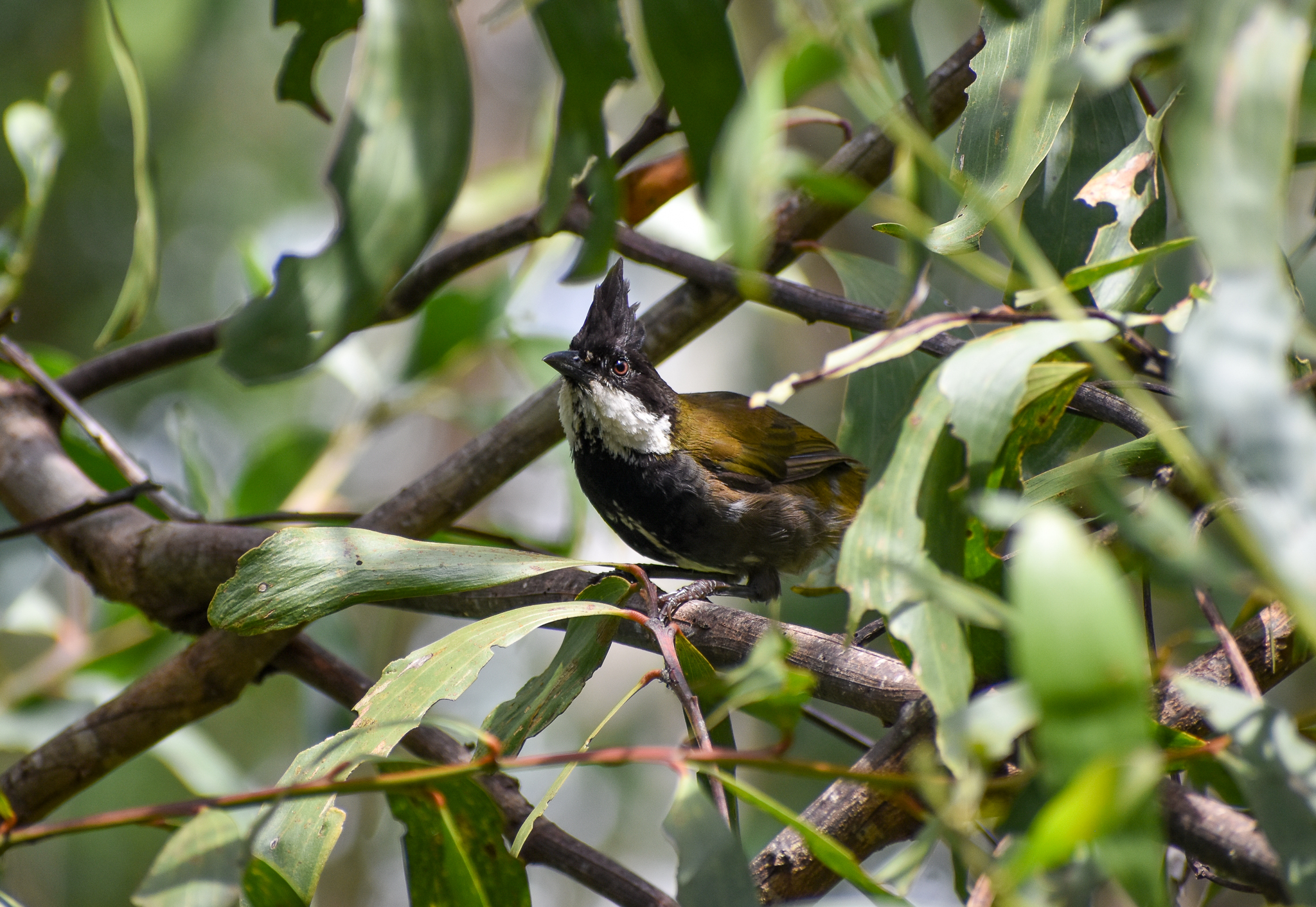 Eastern Whipbird
