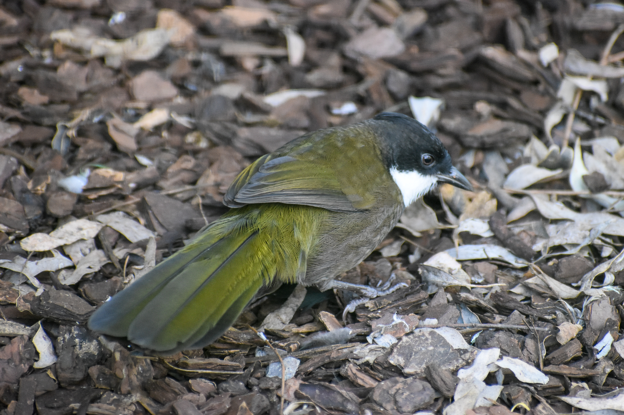 Eastern Whipbird