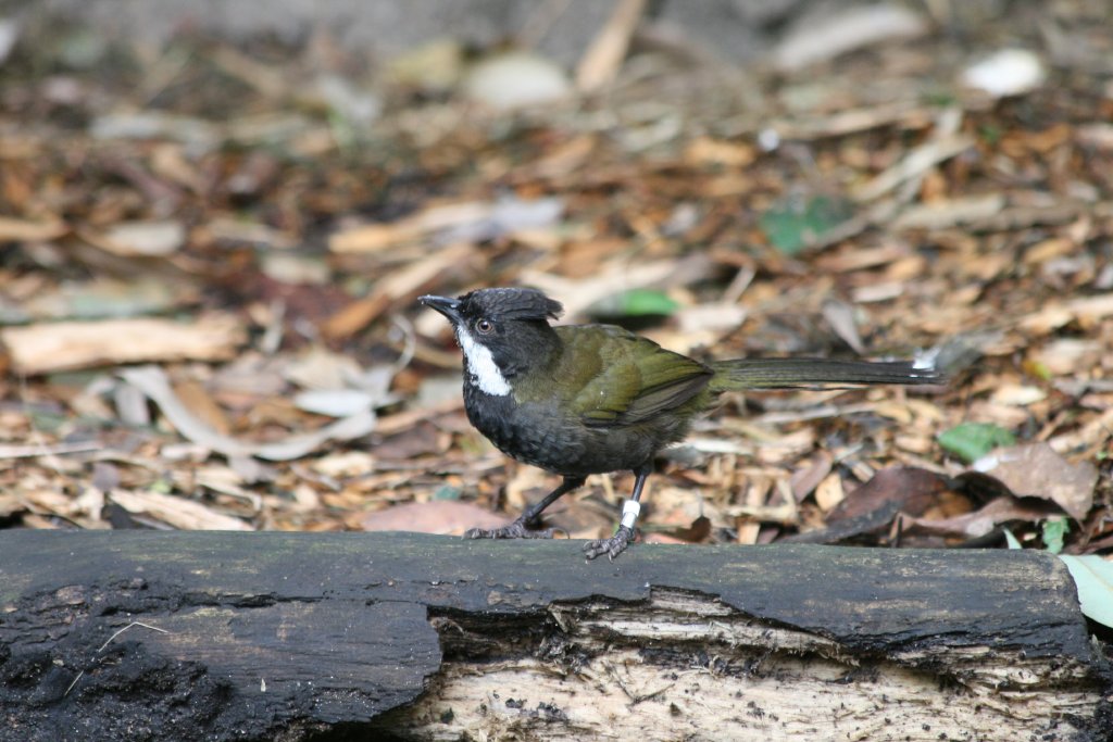 Eastern Whipbird