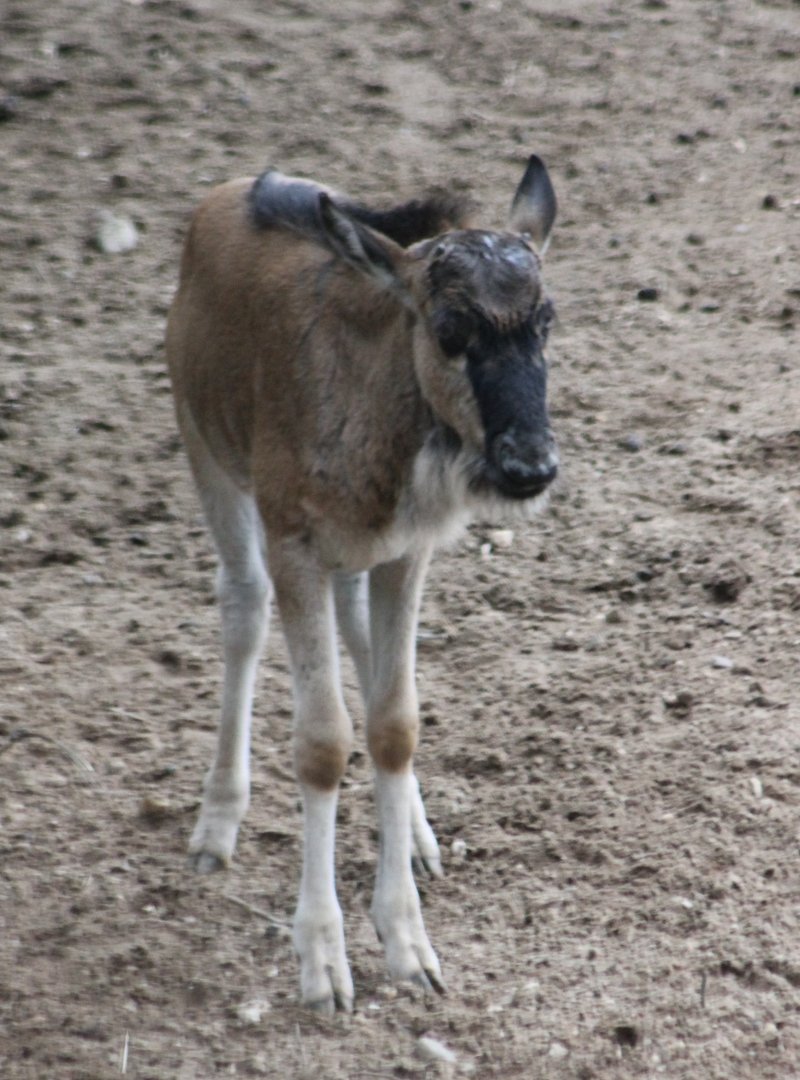 Eastern white-bearded gnu-calf