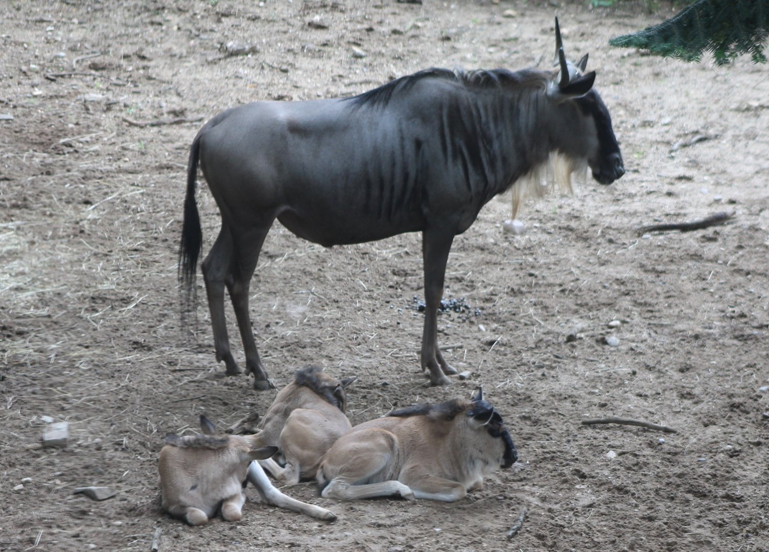 Eastern white-bearded gnu with calfs