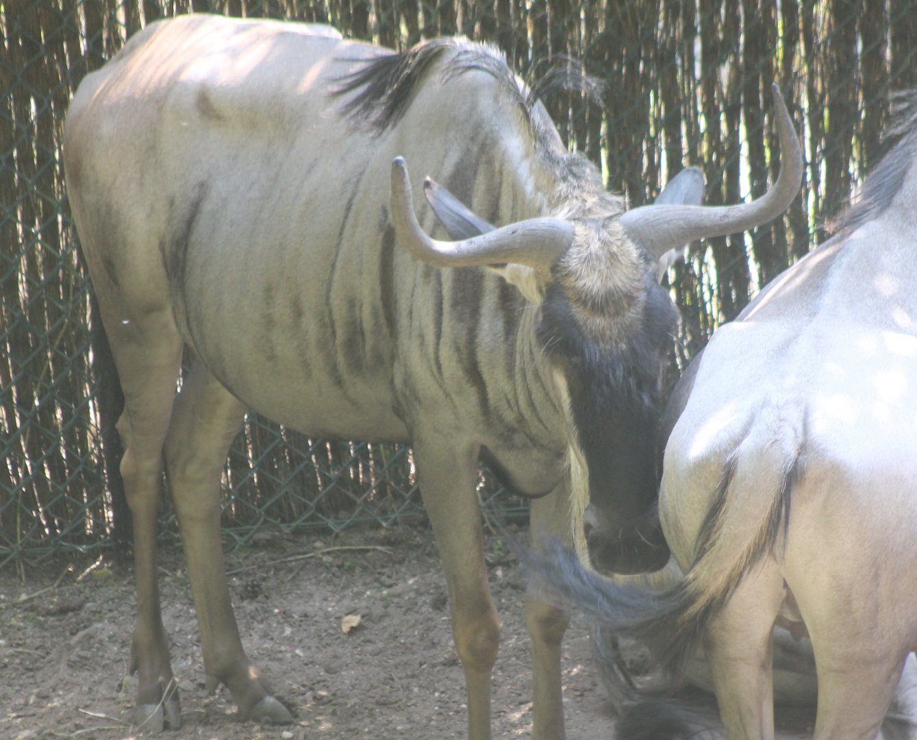 Eastern white-bearded wikdebeest