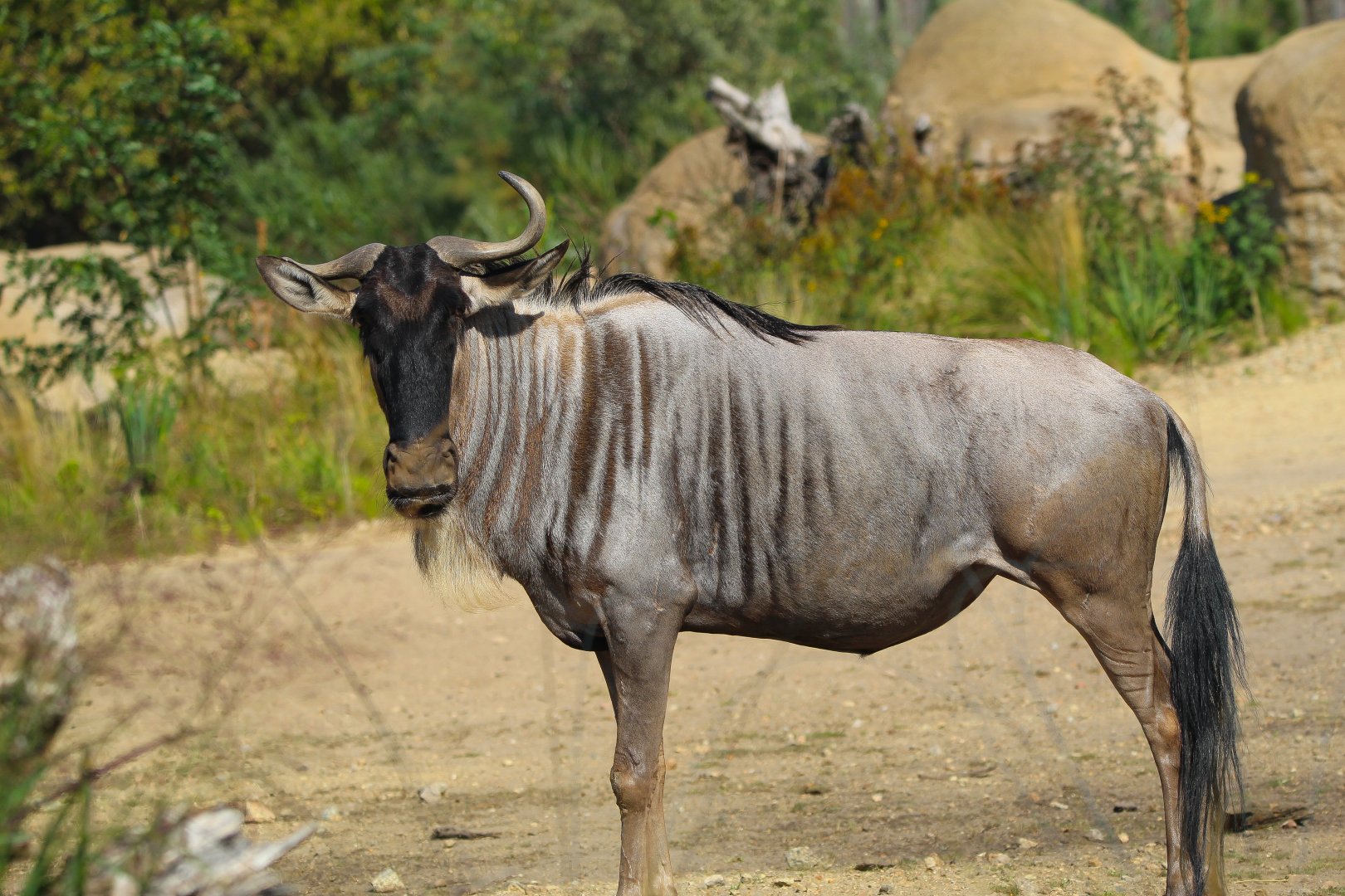 Eastern White Bearded Wildebeest- 4th September 2024