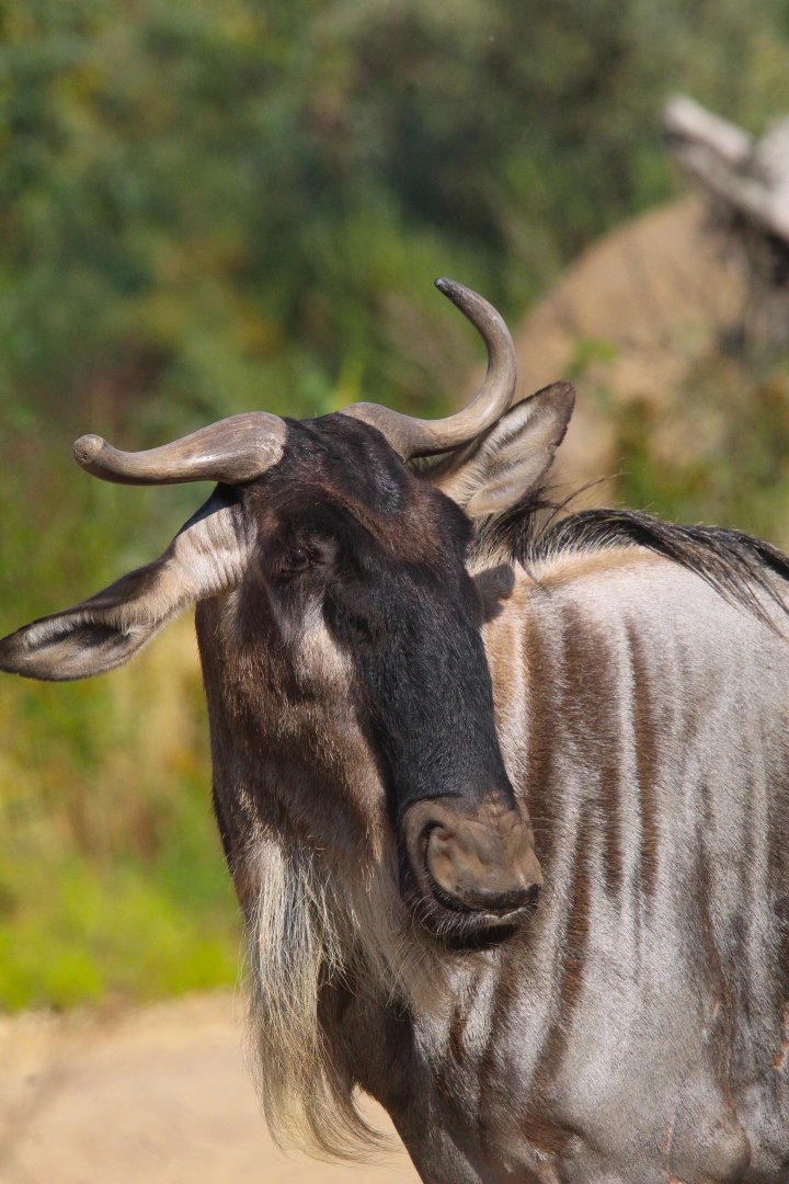 Eastern White Bearded Wildebeest- 4th September 2024
