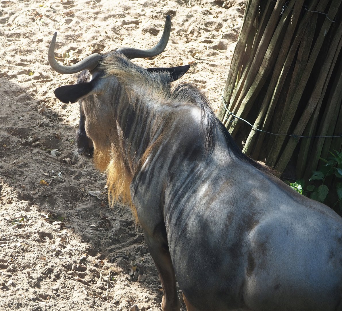 Eastern white-bearded wildebeest (Connochaetes taurinus albojubatus), 2023-10-07