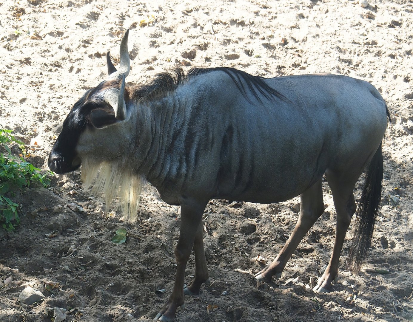 Eastern white-bearded wildebeest (Connochaetes taurinus albojubatus), 2023-10-07