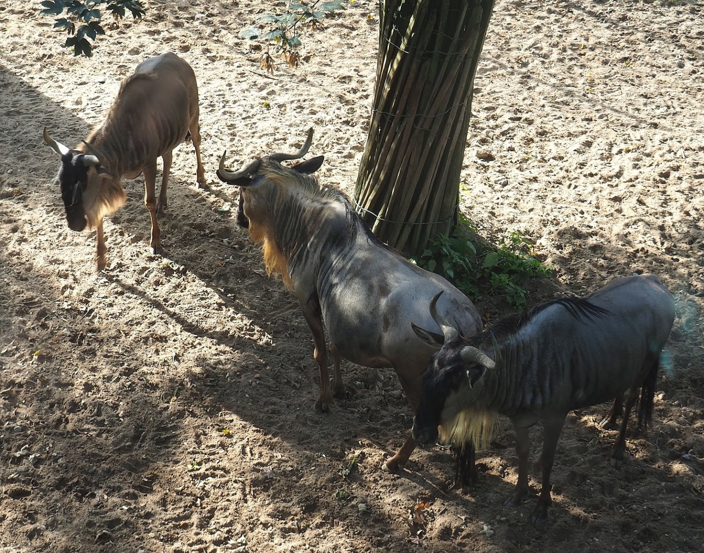 Eastern white-bearded wildebeest (Connochaetes taurinus albojubatus), 2023-10-07