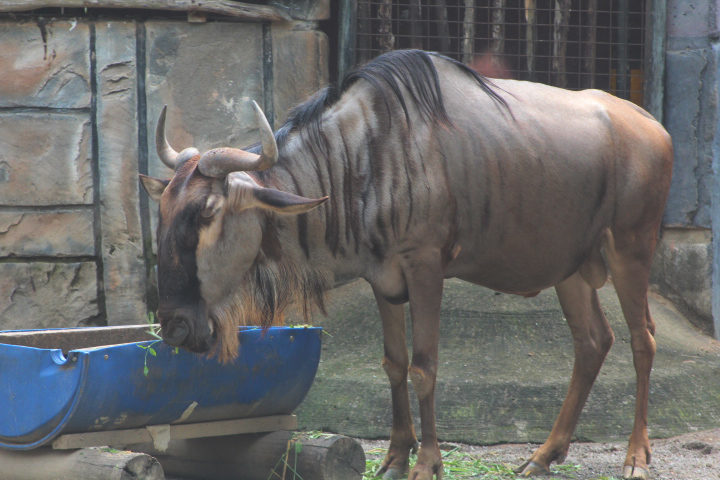 Eastern white-bearded wildebeest (Connochaetes taurinus albojubatus) - Maharani Zoo & Goa
