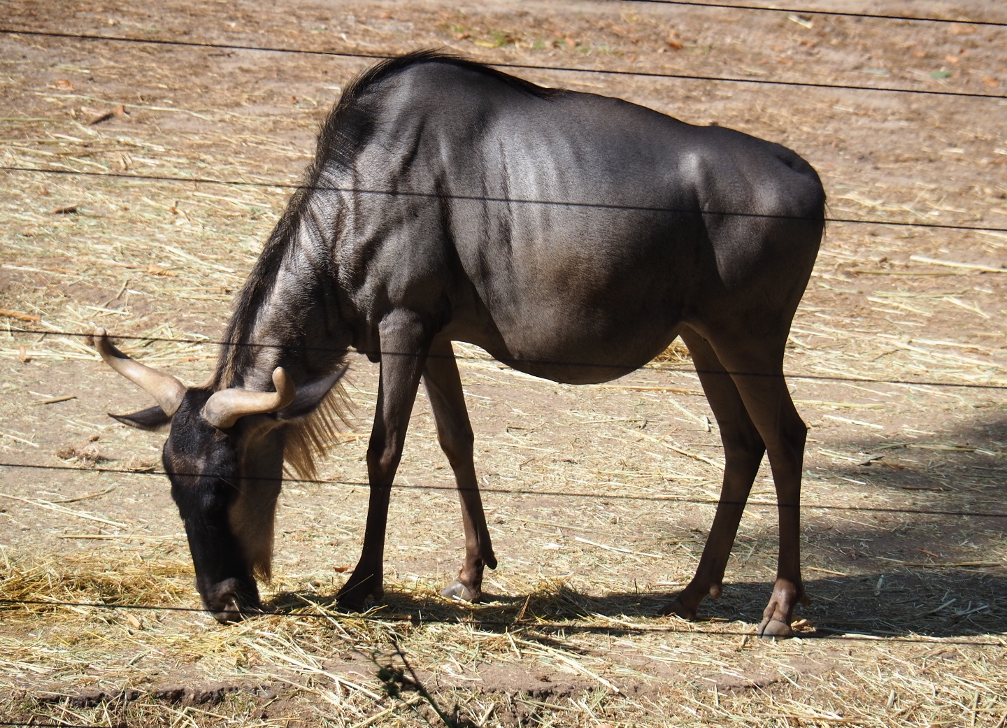 Eastern white-bearded wildebeest (Connochaetes taurinus albojubatus), Sep 16th, 2018
