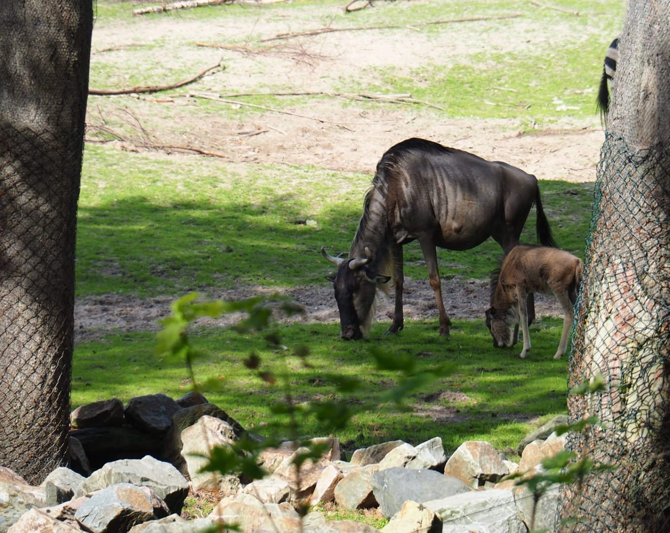 Eastern white-bearded wildebeest (Connochaetes taurinus albojubatus) with calf (Sep 16th, 2018)
