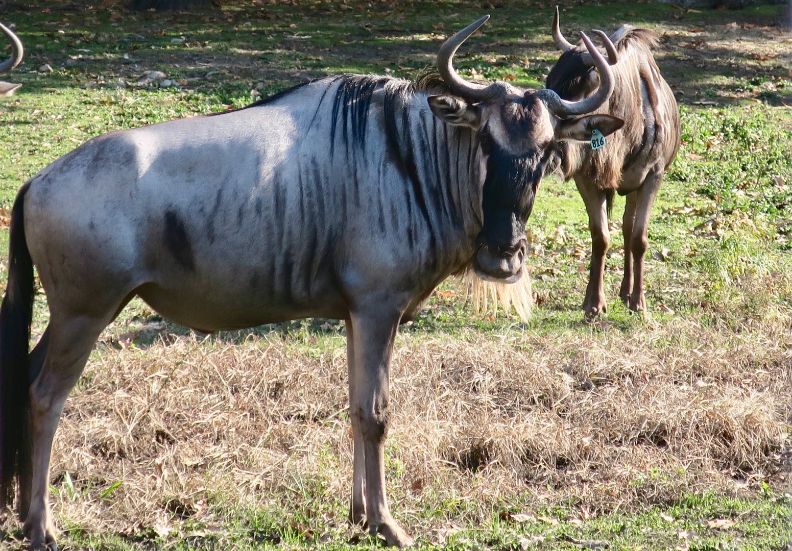 Eastern White-Bearded Wildebeest (Connochaetes taurinus albojubatus)