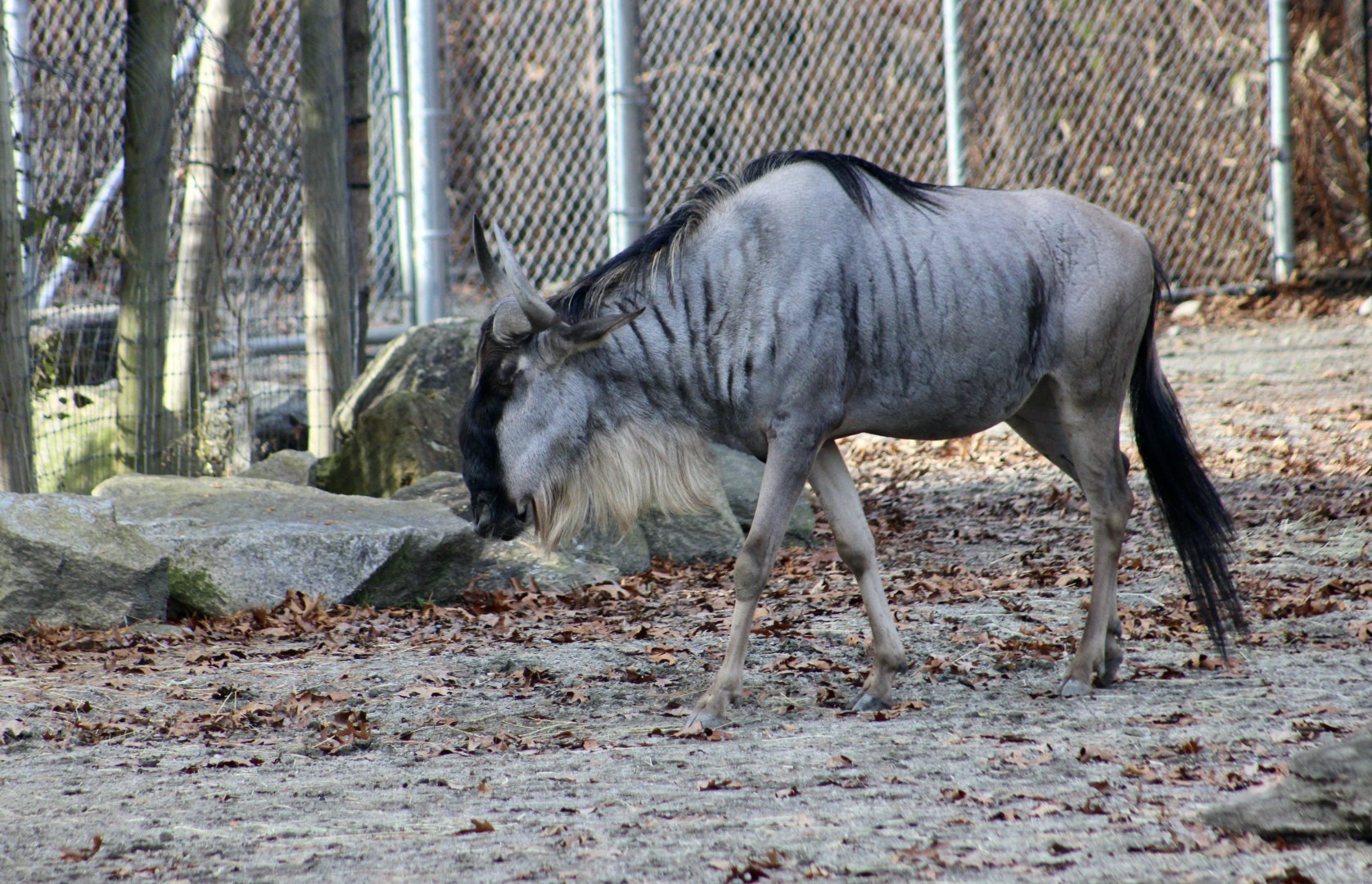 Eastern White-Bearded Wildebeest (Connochaetes taurinus albojubatus)