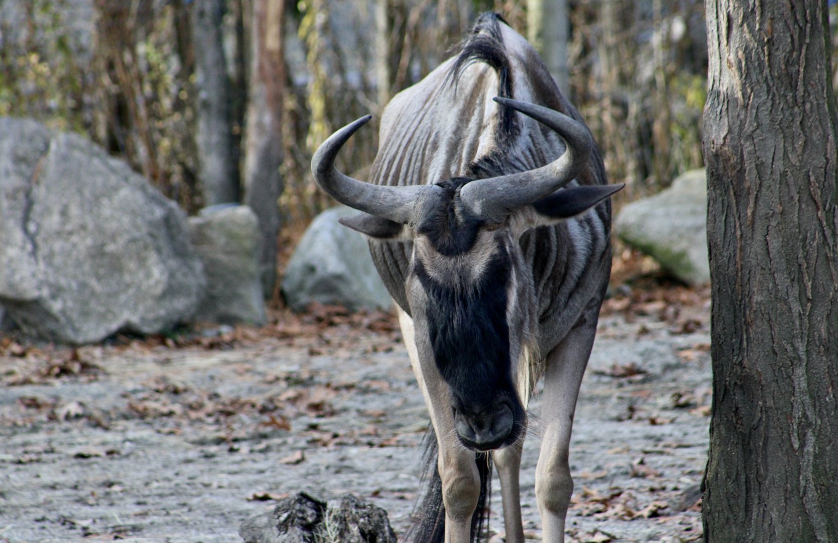 Eastern White-Bearded Wildebeest (Connochaetes taurinus albojubatus)