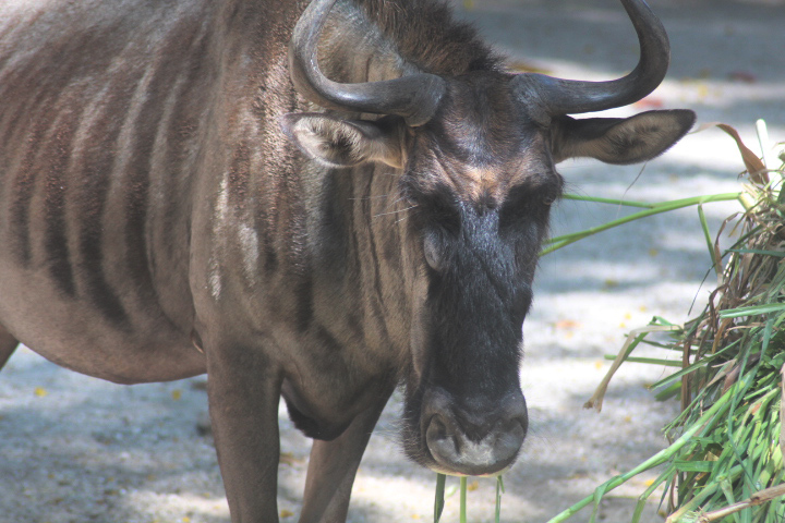 Eastern white-bearded wildebeest (Connochaetes taurinus albojubatus)