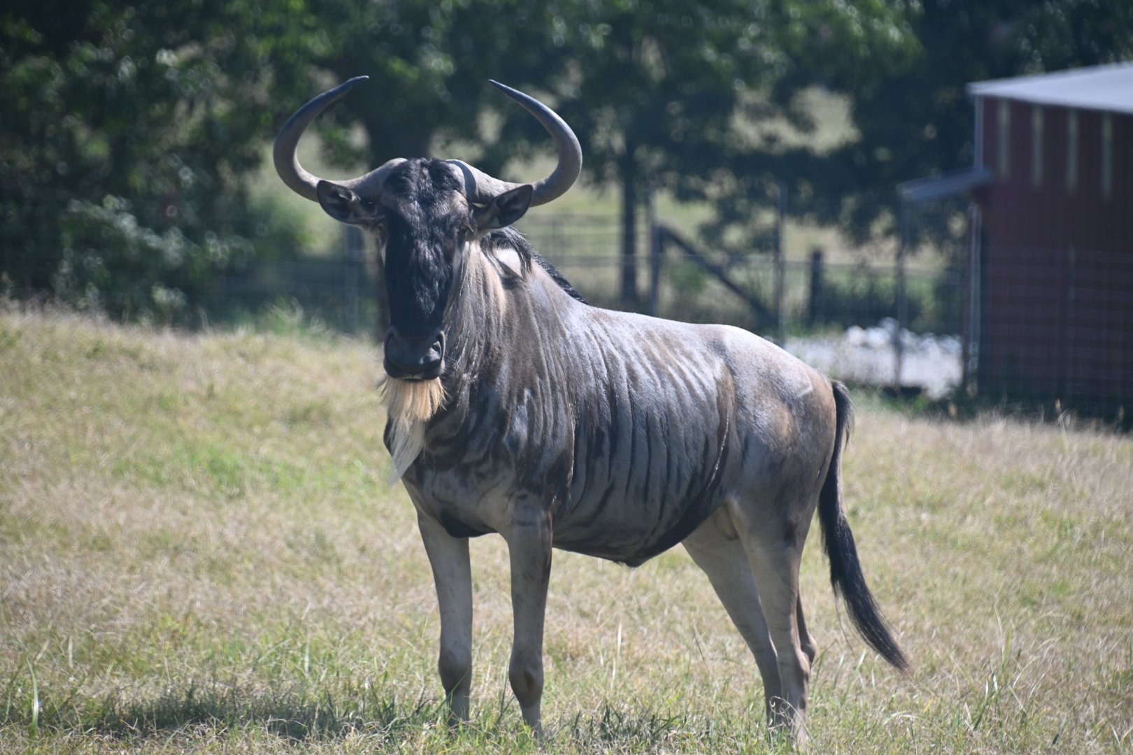 Eastern white-bearded wildebeest (Connochaetes taurinus albojubatus)