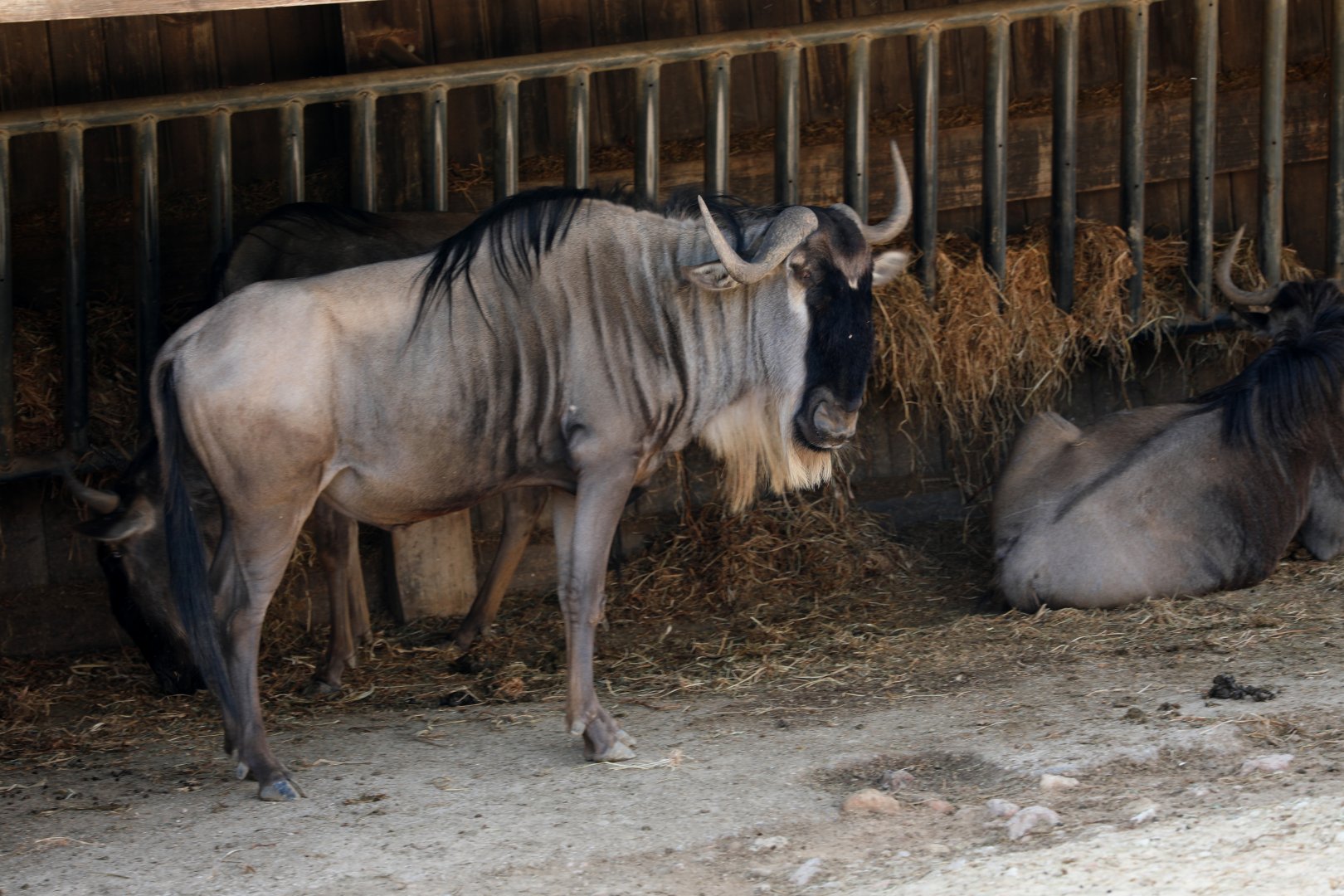 Eastern white-bearded wildebeest (Connochaetes taurinus albojubatus)