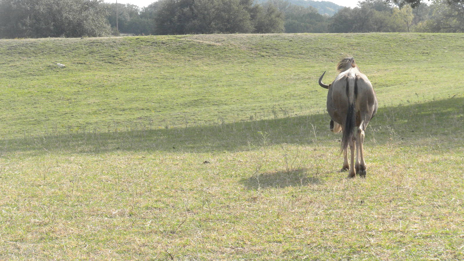 Eastern White-Bearded Wildebeest