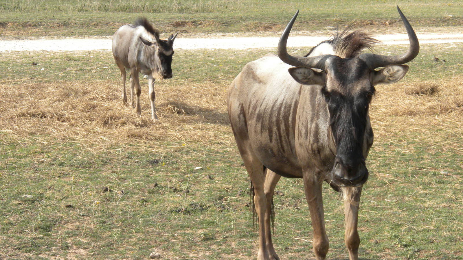Eastern White-Bearded Wildebeest