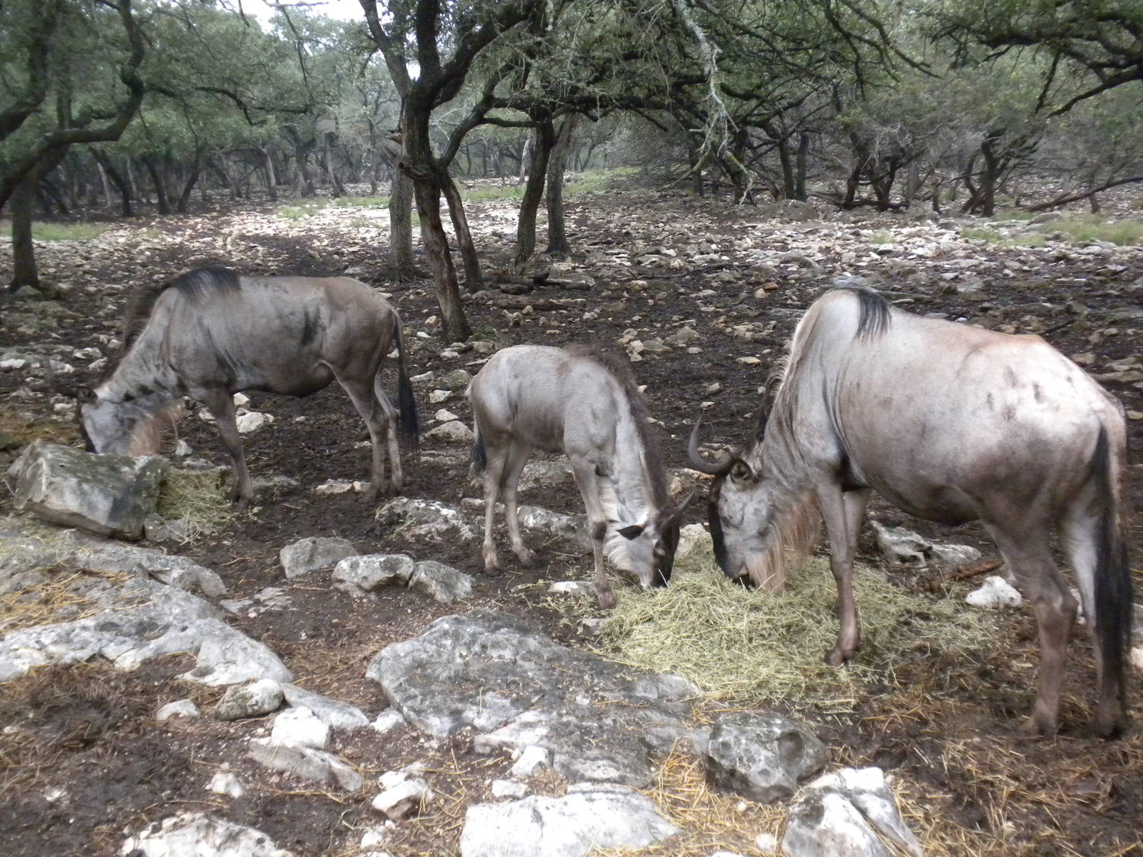 Eastern White-Bearded Wildebeest