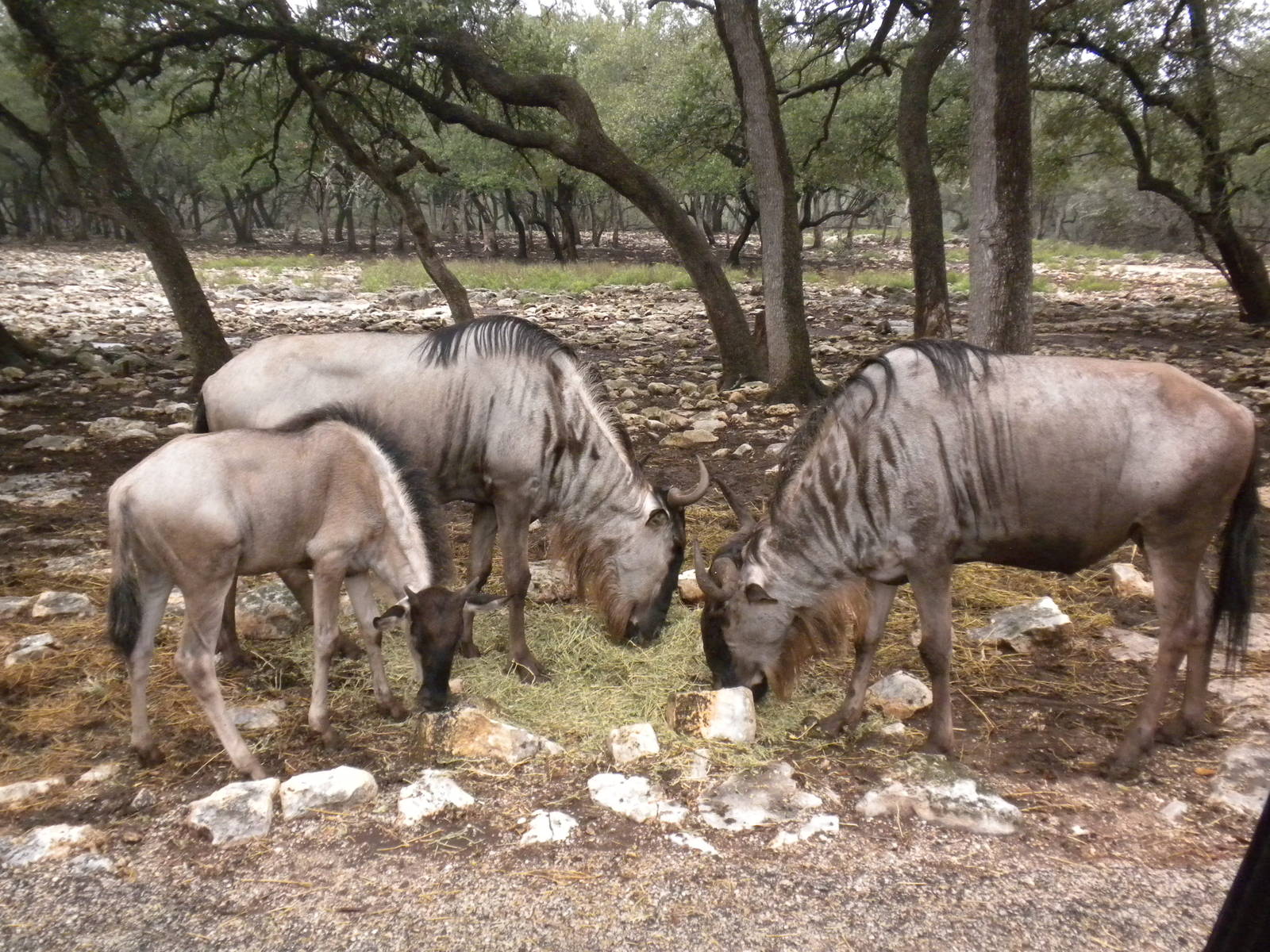 Eastern White-Bearded Wildebeest