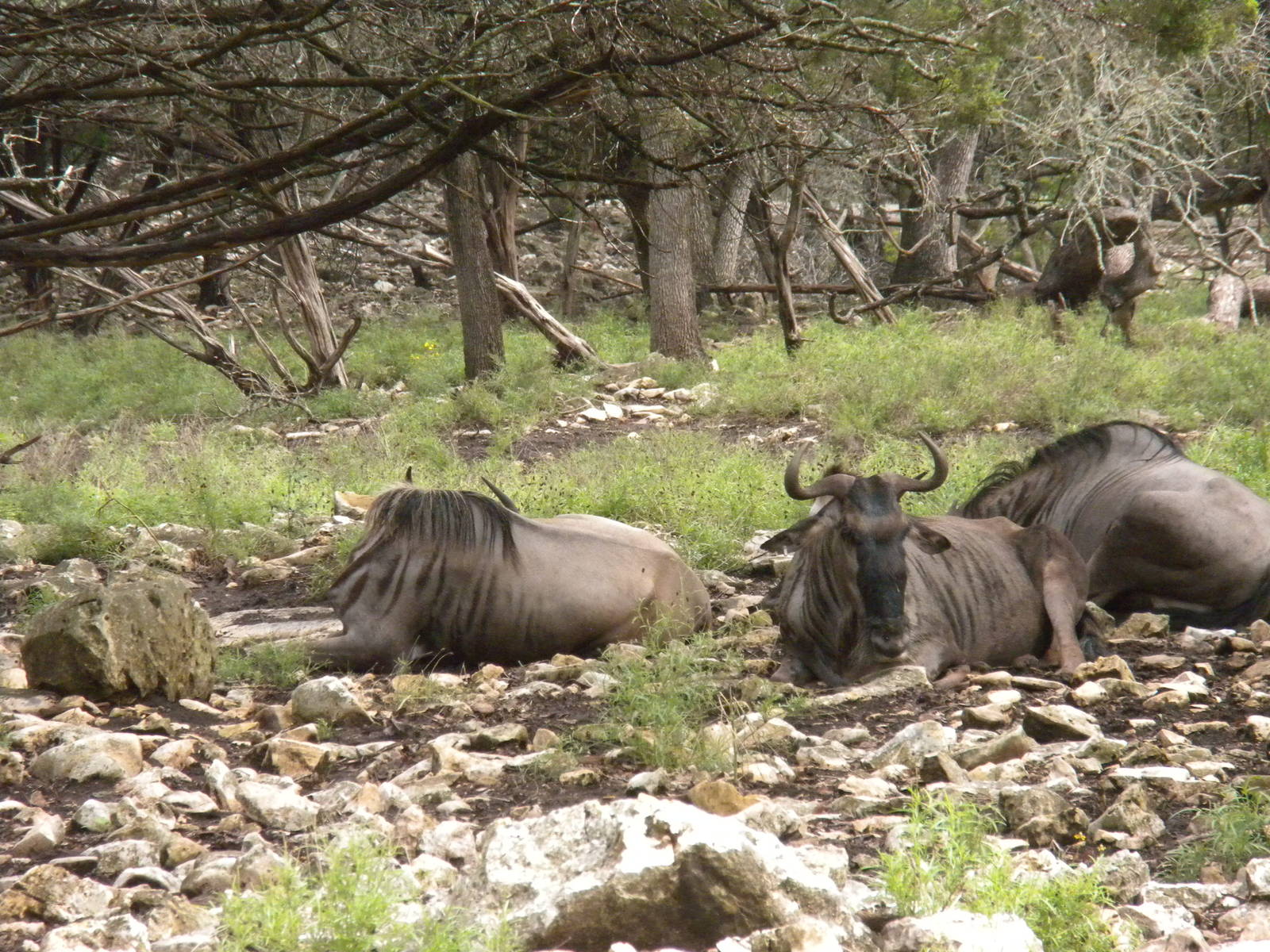 Eastern White-Bearded Wildebeest