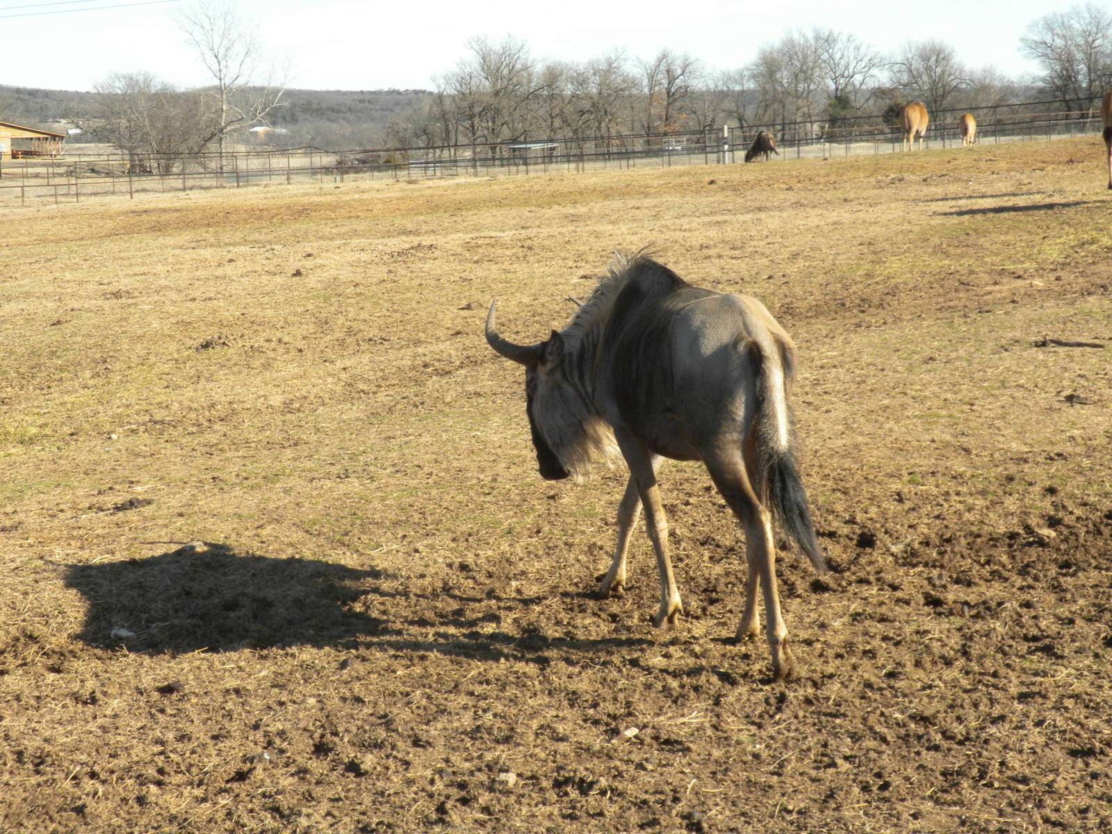 Eastern White-Bearded Wildebeest