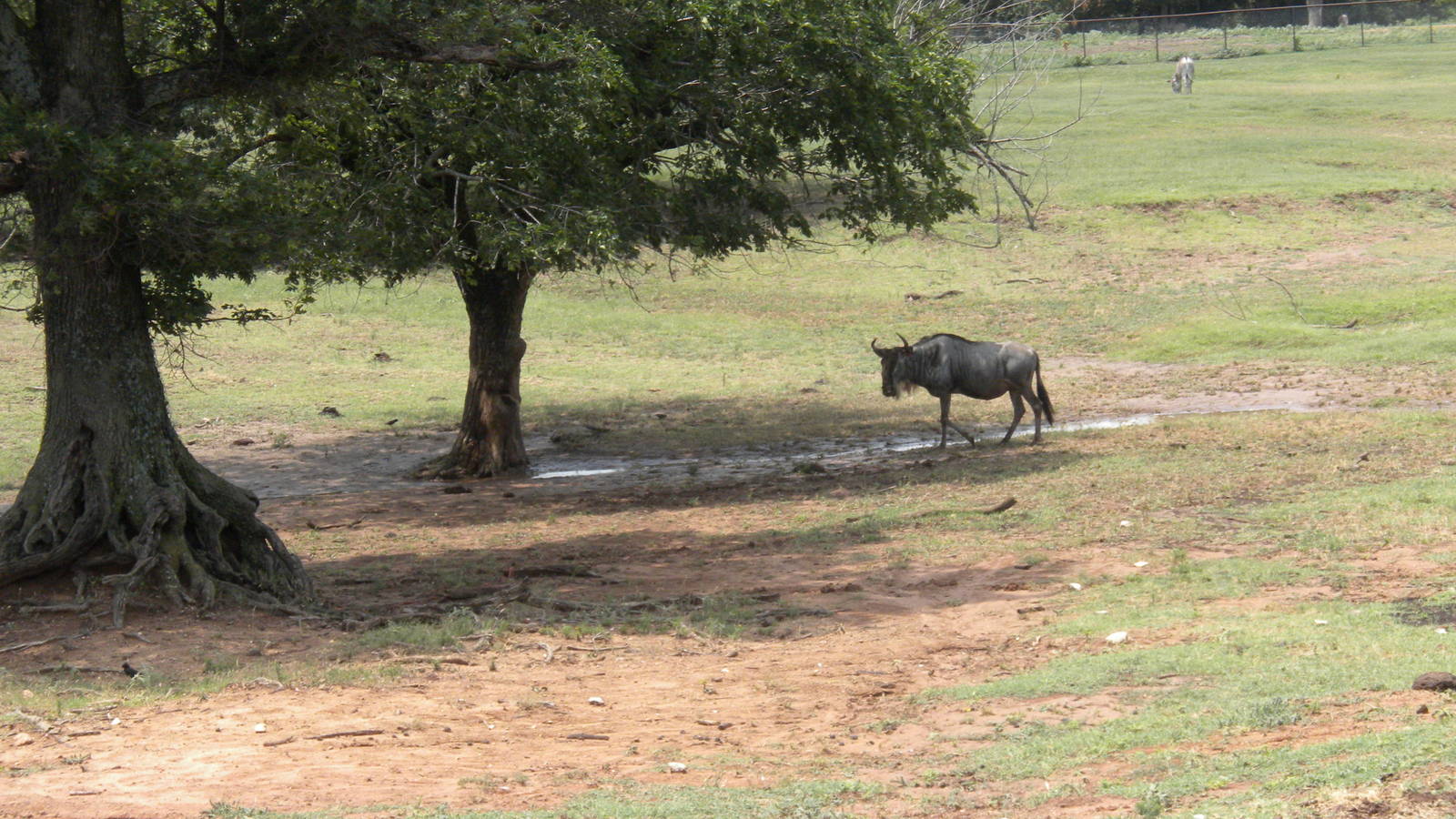 Eastern White-Bearded Wildebeest
