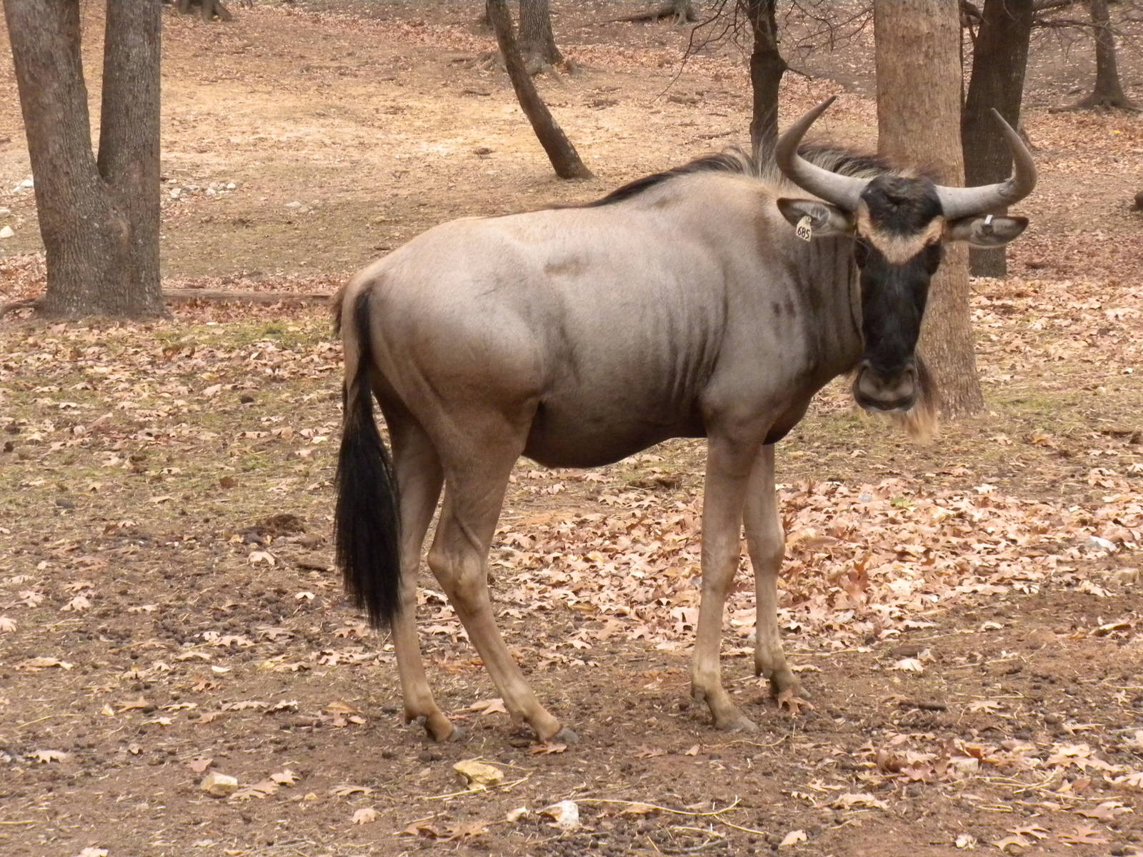 Eastern White-Bearded Wildebeest