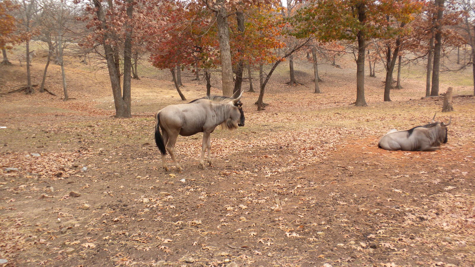 Eastern White-Bearded Wildebeest