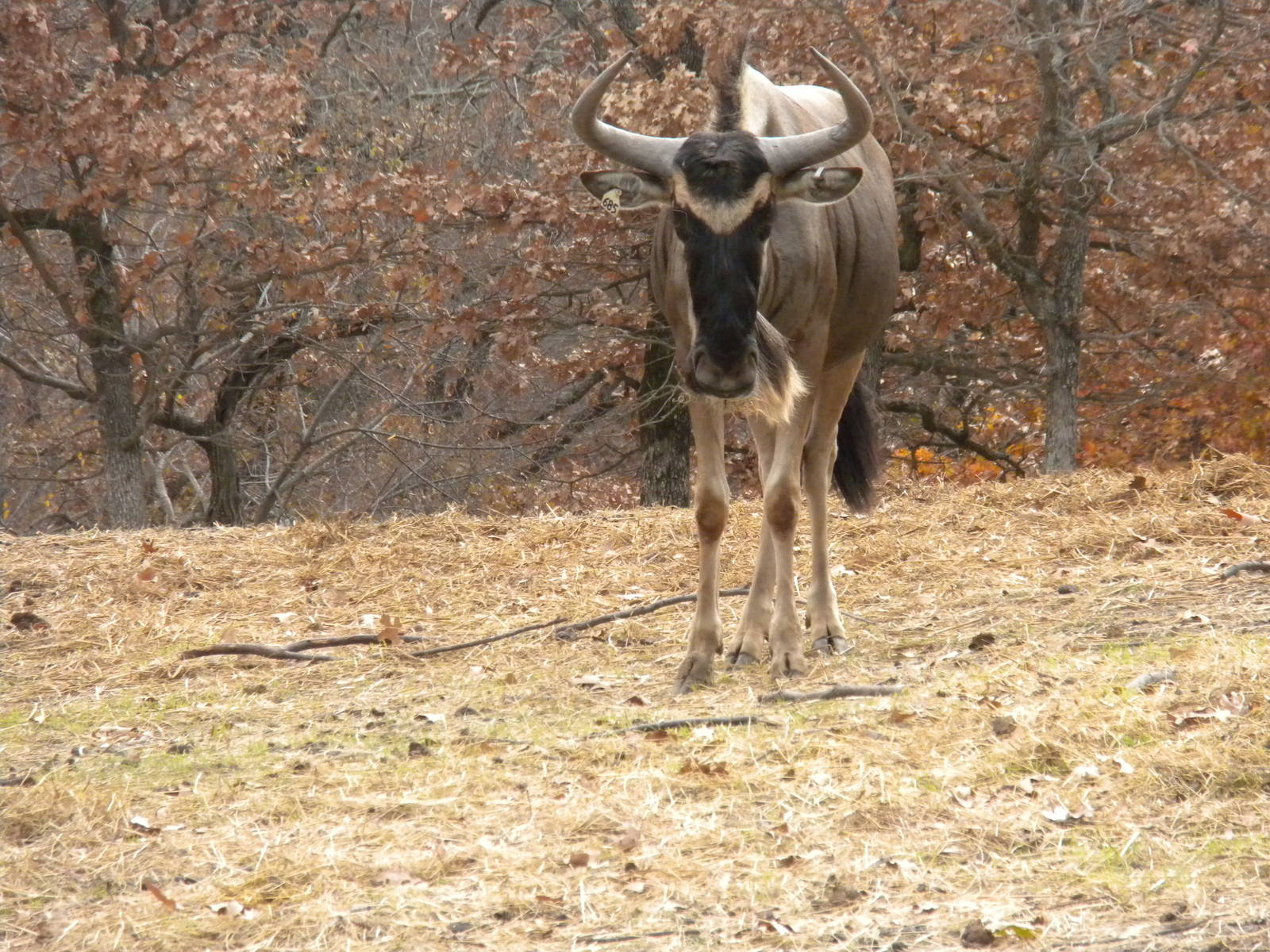 Eastern White-Bearded Wildebeest