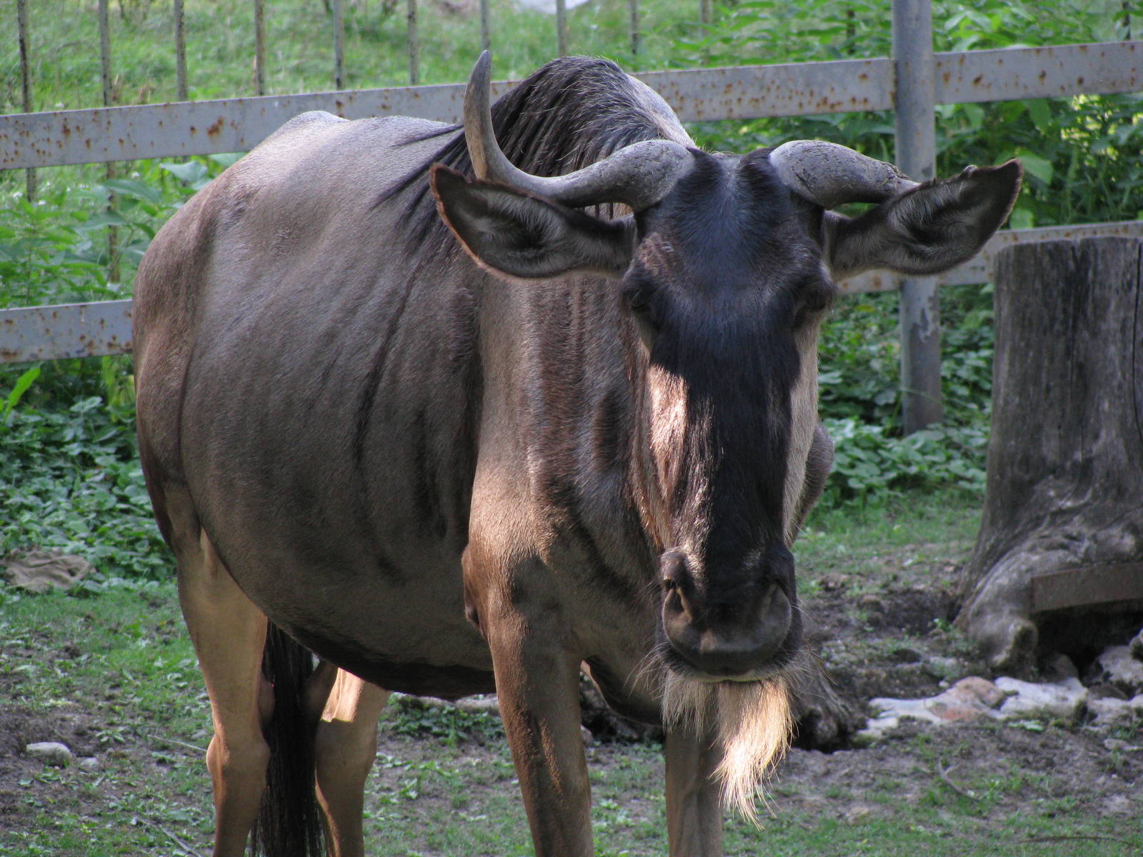 Eastern white-bearded wildebeest