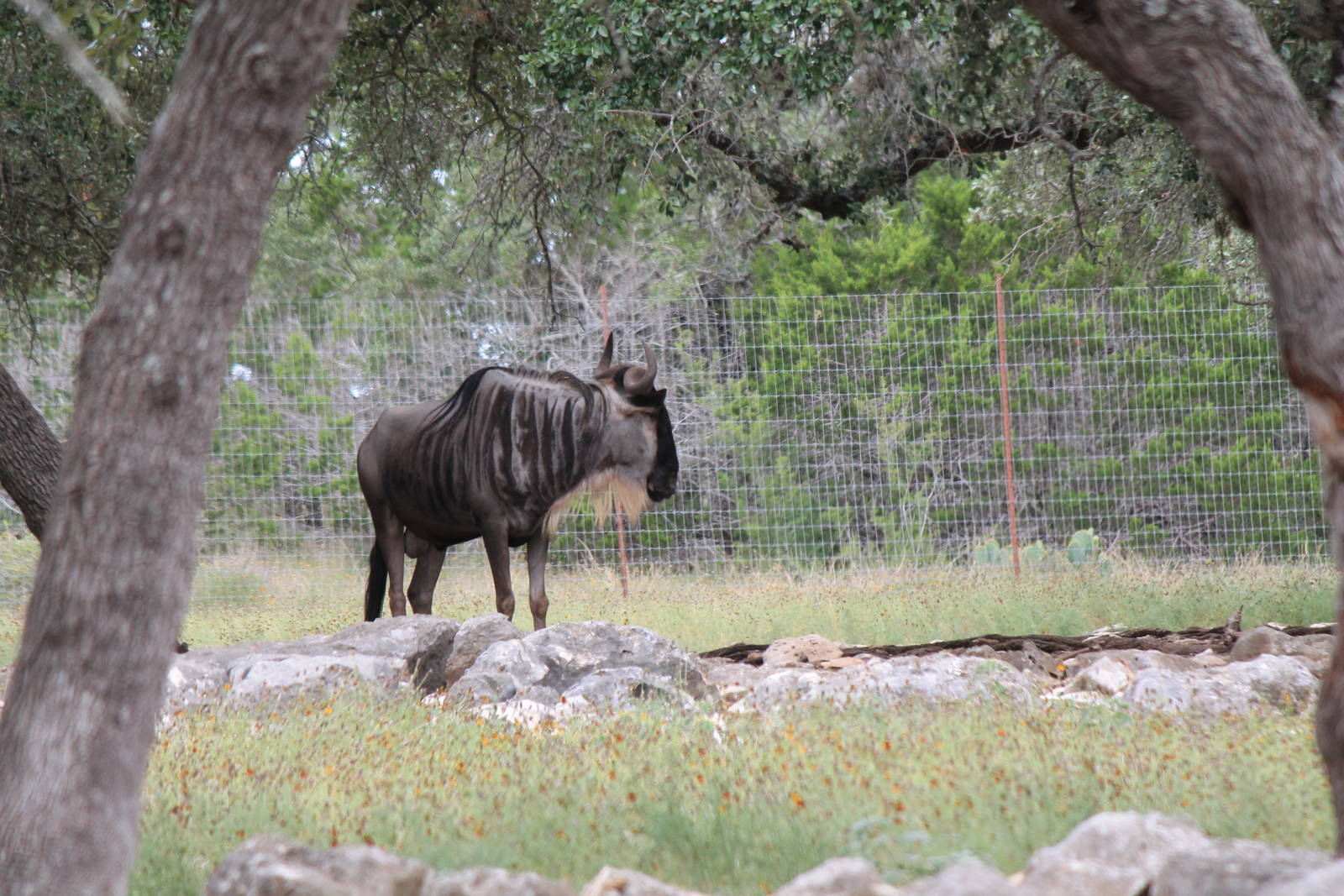 Eastern White-Bearded Wildebeest