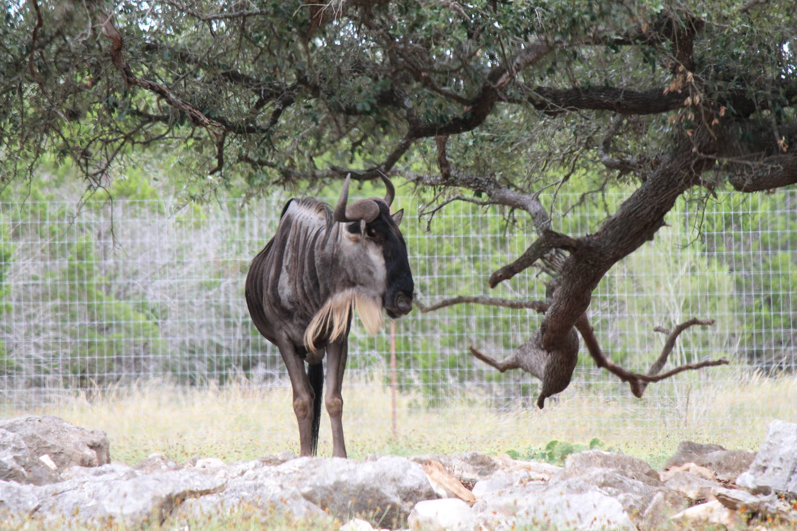 Eastern White-Bearded Wildebeest