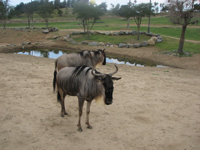 Eastern White-bearded Wildebeest