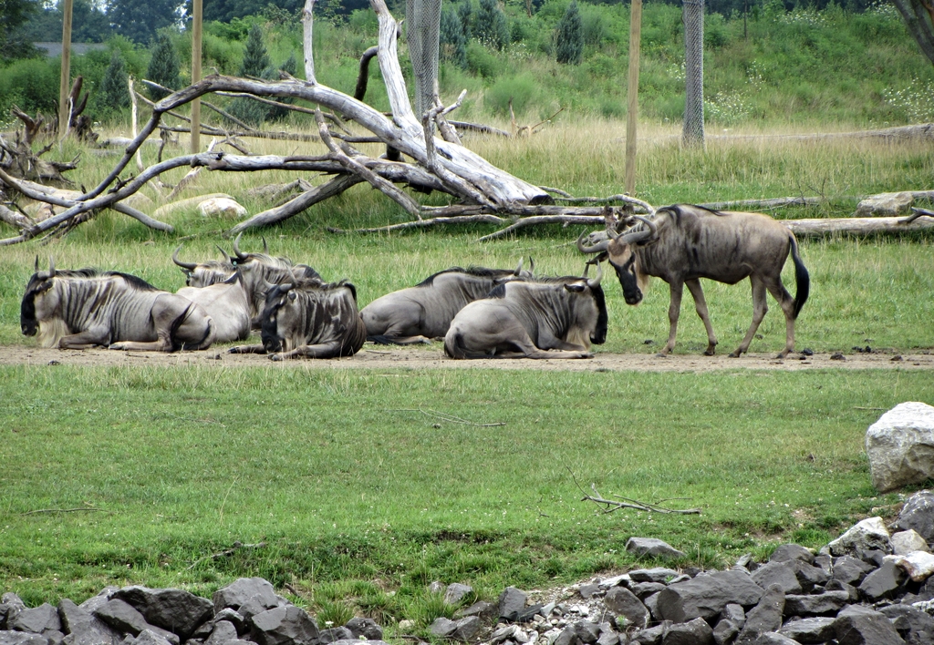 Eastern White-bearded Wildebeest