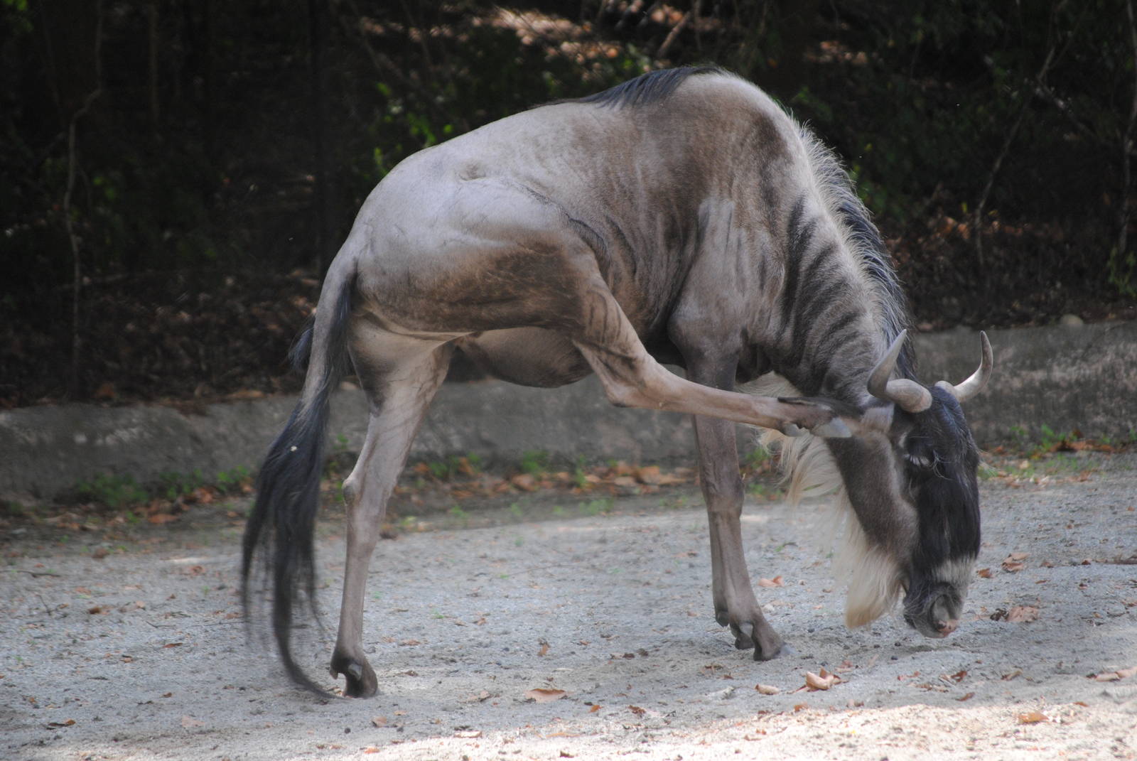 Eastern White-Bearded Wildebeest