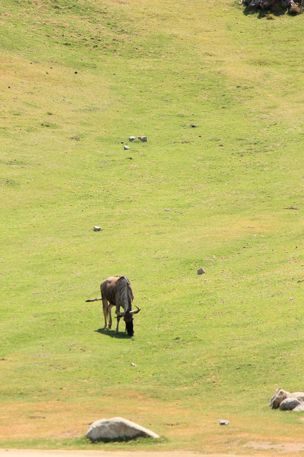 Eastern White-Bearded Wildebeest