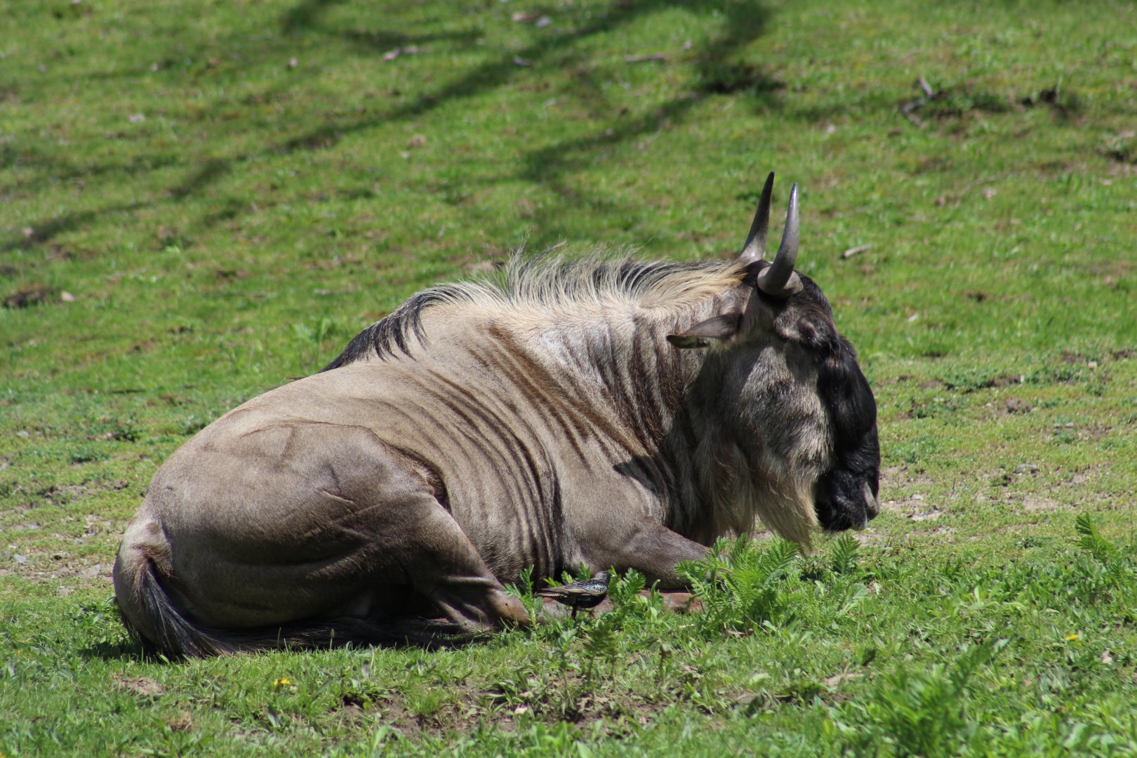 Eastern White-Bearded Wildebeest