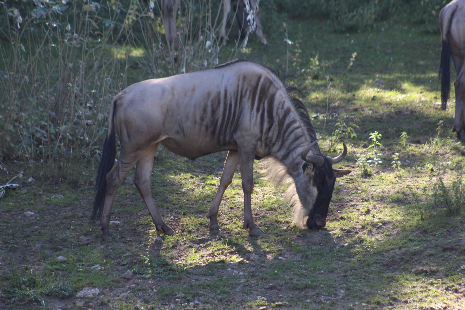 Eastern White-Bearded Wildebeest