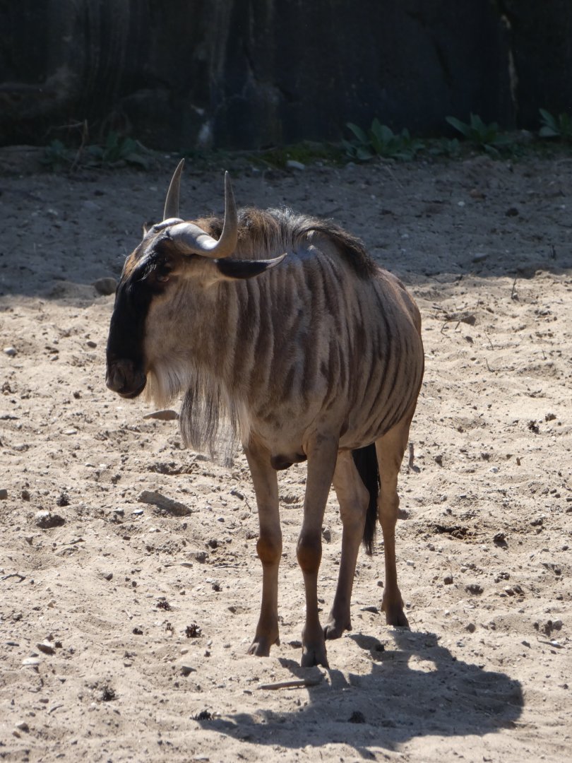 Eastern White-bearded Wildebeest